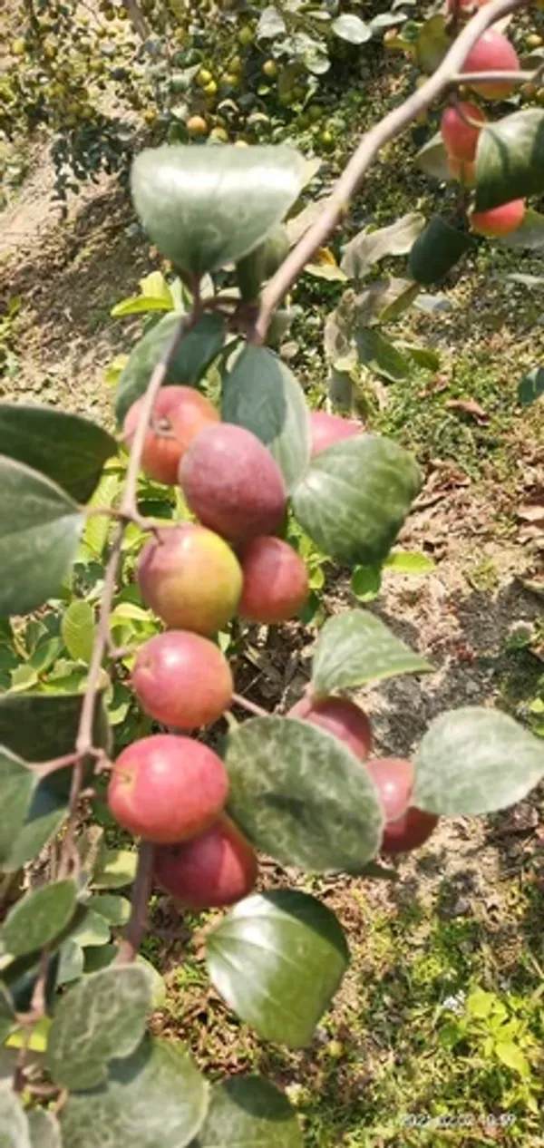 Red_Kashmiri_Apple_Ber_Plant,_For_Garden