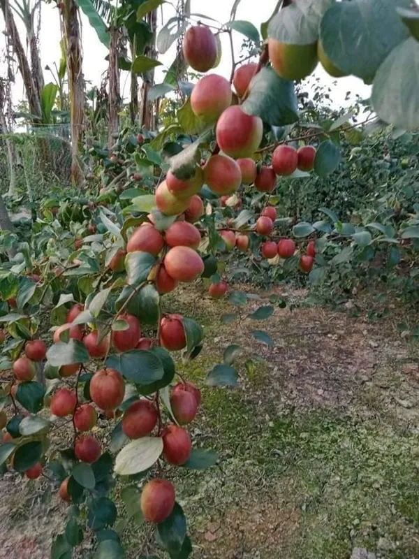 Red_Kashmiri_Apple_Ber_Plant,_For_Garden