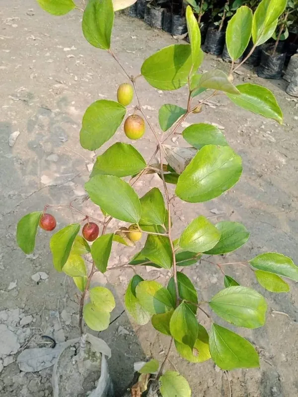 Red_Kashmiri_Apple_Ber_Plant,_For_Garden