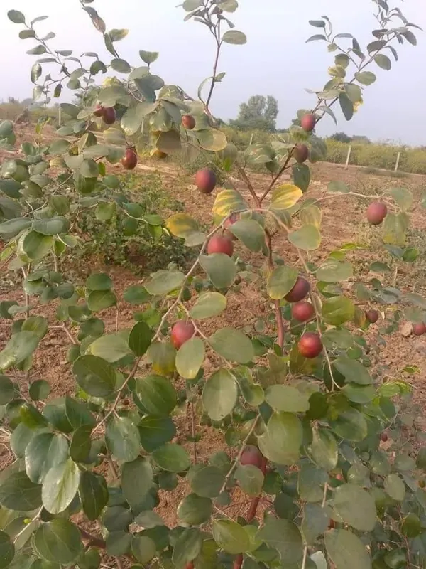 Red_Kashmiri_Apple_Ber_Plant,_For_Garden