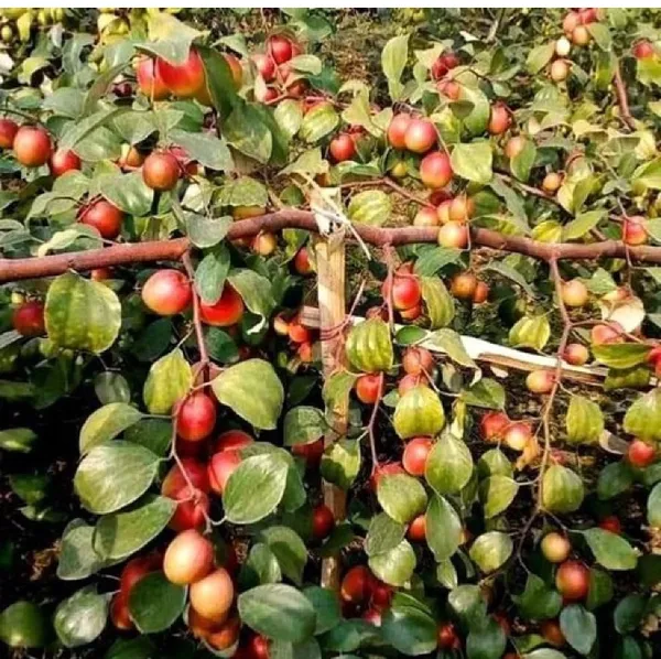 Red_Kashmiri_Apple_Ber_Plant,_For_Garden