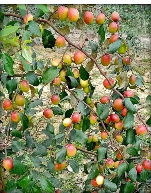 Red_Kashmiri_Apple_Ber_Plant,_For_Garden