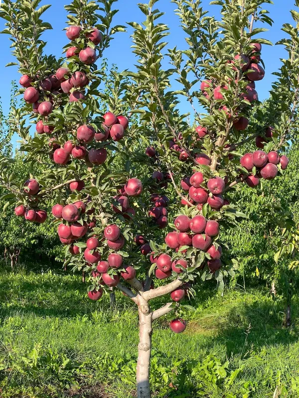 Red_Kashmiri_Apple_(malus_domestica)_Delicious_Fruit_Plant_&_Tree_For_Home_Garden,_Highly_Benefited_Apple_Plant_Height_(1.5-3.5_Ft_Height)_Pack_Of_1