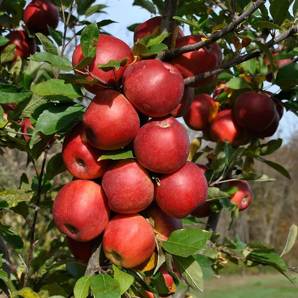 Red_Kashmiri_Apple_(malus_domestica)_Delicious_Fruit_Plant_&_Tree_For_Home_Garden,_Highly_Benefited_Apple_Plant_Height_(1.5-3.5_Ft_Height)_Pack_Of_1