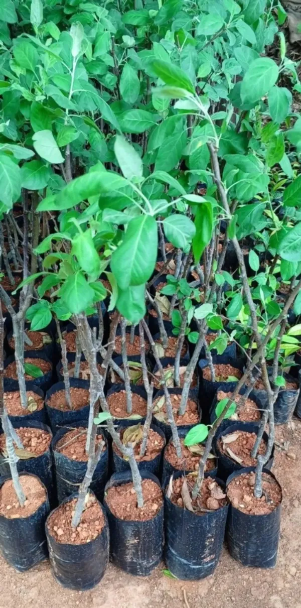 Red_Kashmiri_Apple_(malus_domestica)_Delicious_Fruit_Plant_&_Tree_For_Home_Garden,_Highly_Benefited_Apple_Plant_Height_(1.5-3.5_Ft_Height)_Pack_Of_1
