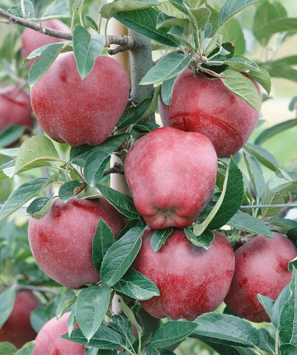 Red_Kashmiri_Apple_(malus_domestica)_Delicious_Fruit_Plant_&_Tree_For_Home_Garden,_Highly_Benefited_Apple_Plant_Height_(1.5-3.5_Ft_Height)_Pack_Of_1