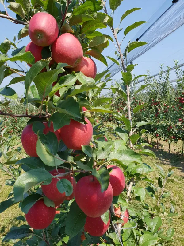 Red_Kashmiri_Apple_(malus_domestica)_Delicious_Fruit_Plant_&_Tree_For_Home_Garden,_Highly_Benefited_Apple_Plant_Height_(1.5-3.5_Ft_Height)_Pack_Of_1