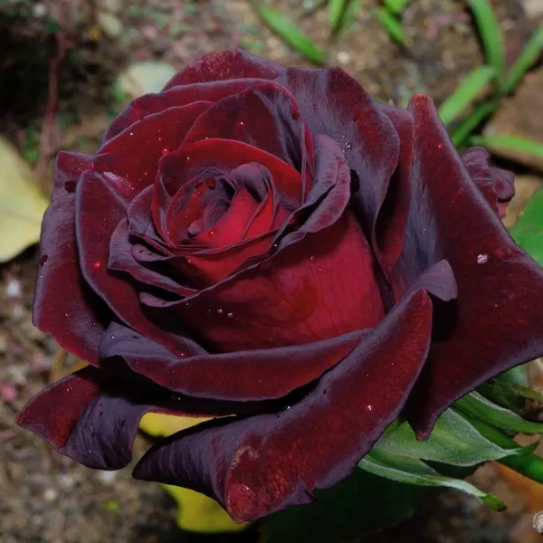 Red_Velvet_Attractive_Rose_Flower_Plant_For_Home_Decor/Garden_(1.5-3.5_Ft_Height)_Well_Watered_Rose_Plant_(Pack_Of_1)