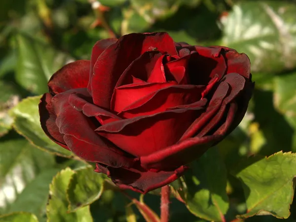 Red_Velvet_Attractive_Rose_Flower_Plant_For_Home_Decor/Garden_(1.5-3.5_Ft_Height)_Well_Watered_Rose_Plant_(Pack_Of_1)