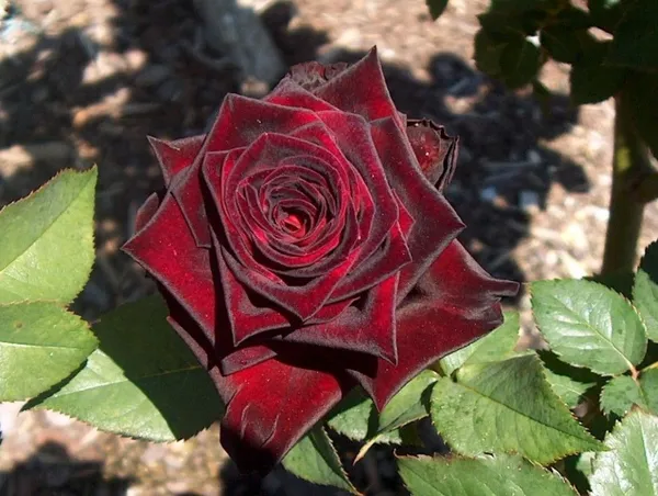 Red_Velvet_Attractive_Rose_Flower_Plant_For_Home_Decor/Garden_(1.5-3.5_Ft_Height)_Well_Watered_Rose_Plant_(Pack_Of_1)