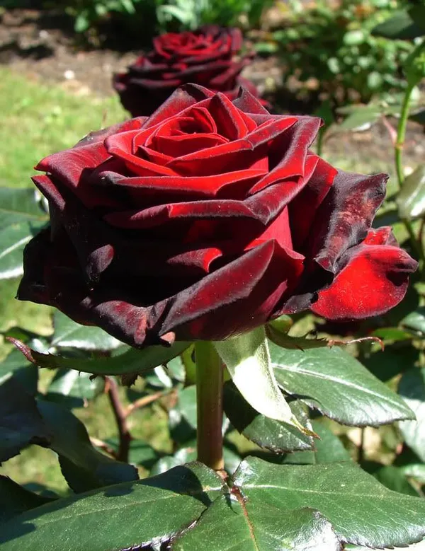 Red_Velvet_Attractive_Rose_Flower_Plant_For_Home_Decor/Garden_(1.5-3.5_Ft_Height)_Well_Watered_Rose_Plant_(Pack_Of_1)