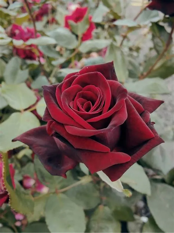 Red_Velvet_Attractive_Rose_Flower_Plant_For_Home_Decor/Garden_(1.5-3.5_Ft_Height)_Well_Watered_Rose_Plant_(Pack_Of_1)