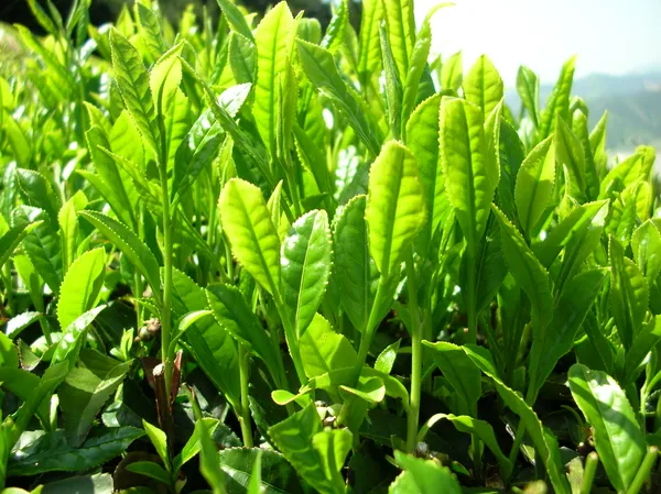 Refreshing_Darjeeling_Tea_Plant_&_Tree_For_Home_Garden_(Hybrid,_Pack_Of_1)