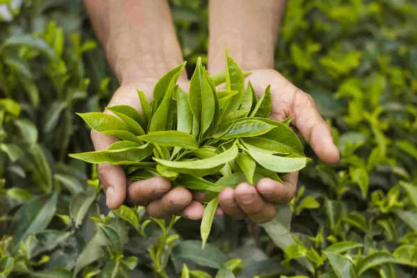 Refreshing_Darjeeling_Tea_Plant_&_Tree_For_Home_Garden_(Hybrid,_Pack_Of_1)
