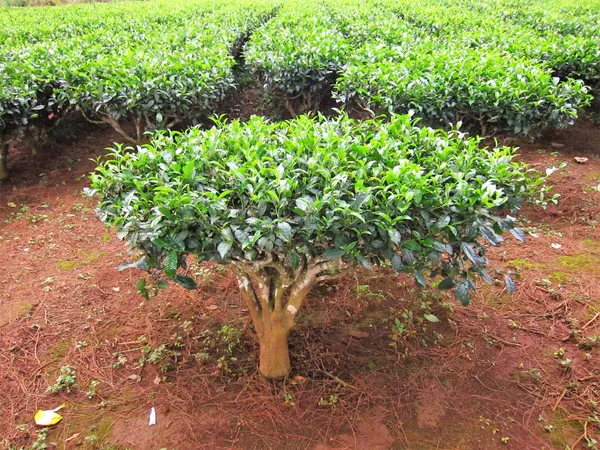 Refreshing_Darjeeling_Tea_Plant_&_Tree_For_Home_Garden_(Hybrid,_Pack_Of_1)