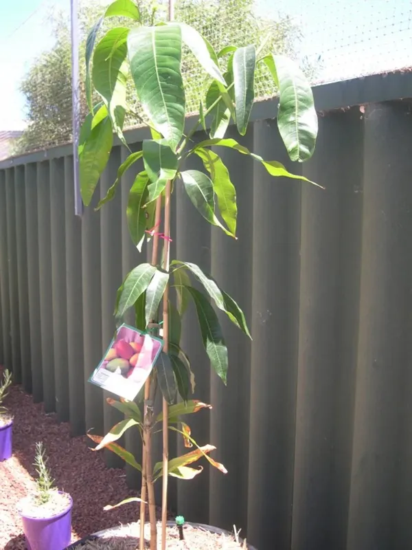 Rich_Texture_Red_Palmer_Flavorful_Variety_Mango_Plant_&_Tree_(1.5-3.5_Ft_Height)_For_Home_Garden,_Well_Watered_American_Red_Palmer_Mango_Healthy_Fruit_Plant_(Hybrid,_Pack_Of_1)