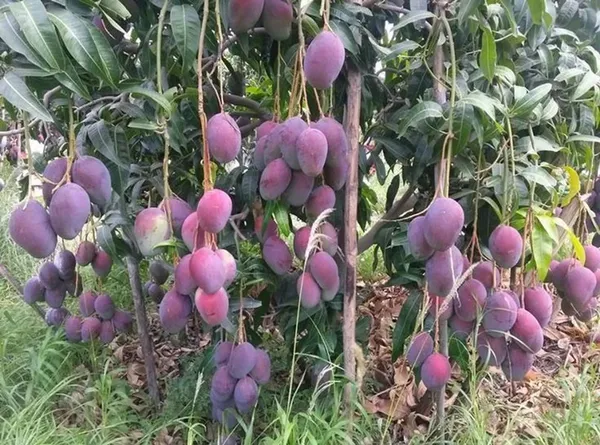 Rich_Texture_Red_Palmer_Flavorful_Variety_Mango_Plant_&_Tree_(1.5-3.5_Ft_Height)_For_Home_Garden,_Well_Watered_American_Red_Palmer_Mango_Healthy_Fruit_Plant_(Hybrid,_Pack_Of_1)