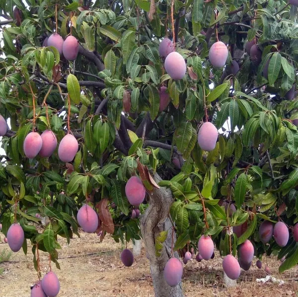 Rich_Texture_Red_Palmer_Flavorful_Variety_Mango_Plant_&_Tree_(1.5-3.5_Ft_Height)_For_Home_Garden,_Well_Watered_American_Red_Palmer_Mango_Healthy_Fruit_Plant_(Hybrid,_Pack_Of_1)