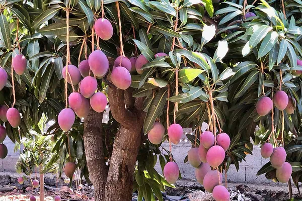 Rich_Texture_Red_Palmer_Flavorful_Variety_Mango_Plant_&_Tree_(1.5-3.5_Ft_Height)_For_Home_Garden,_Well_Watered_American_Red_Palmer_Mango_Healthy_Fruit_Plant_(Hybrid,_Pack_Of_1)