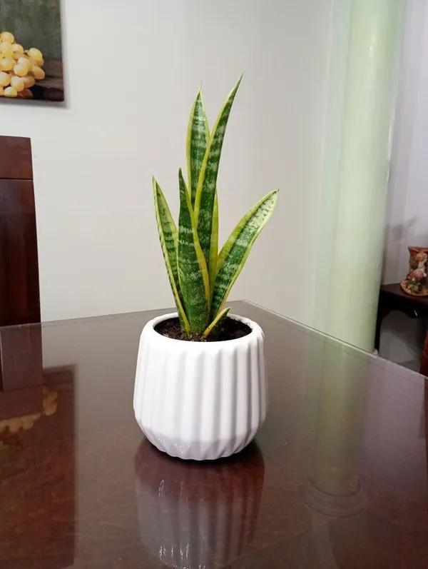 Yellow_Snake_(Air_Purifying)_Indoor_Plant_For_Your_Sweet_Home_Decoration_&_Gardening_(Hybrid,_Pack_Of_1)