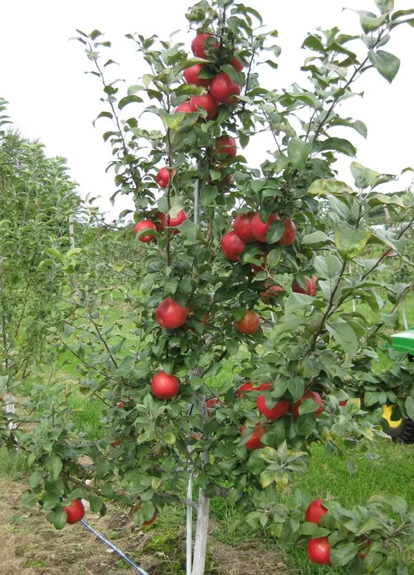 Rome_Beauty_Variety_Apple__Fruit_Plant_&_Tree_For_Home_Gardening_Hybrid_Apple_Plant_(Pack_Of_1)