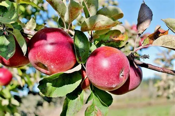 Rome_Beauty_Variety_Apple__Fruit_Plant_&_Tree_For_Home_Gardening_Hybrid_Apple_Plant_(Pack_Of_1)