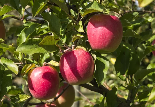 Rome_Beauty_Variety_Apple__Fruit_Plant_&_Tree_For_Home_Gardening_Hybrid_Apple_Plant_(Pack_Of_1)