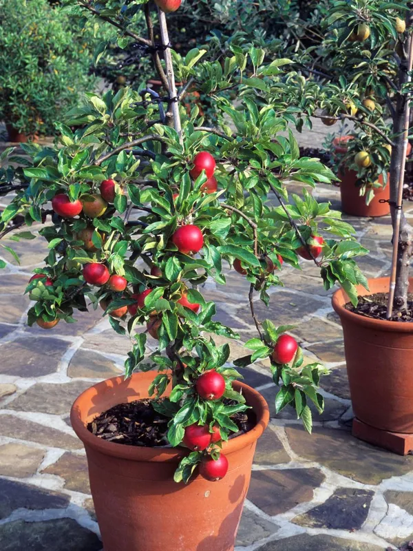 Rome_Beauty_Variety_Apple__Fruit_Plant_&_Tree_For_Home_Gardening_Hybrid_Apple_Plant_(Pack_Of_1)