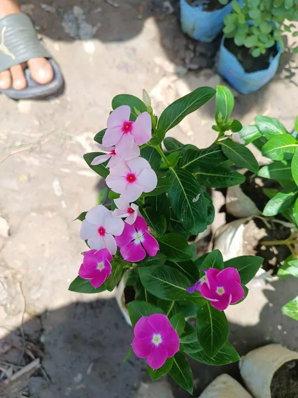 Rosy_Periwinkle/Madagascar_Periwinkle_Flower_Plant_For_Home_Gardening_(1.5-2.5_Ft_Height)_Pack_Of_1