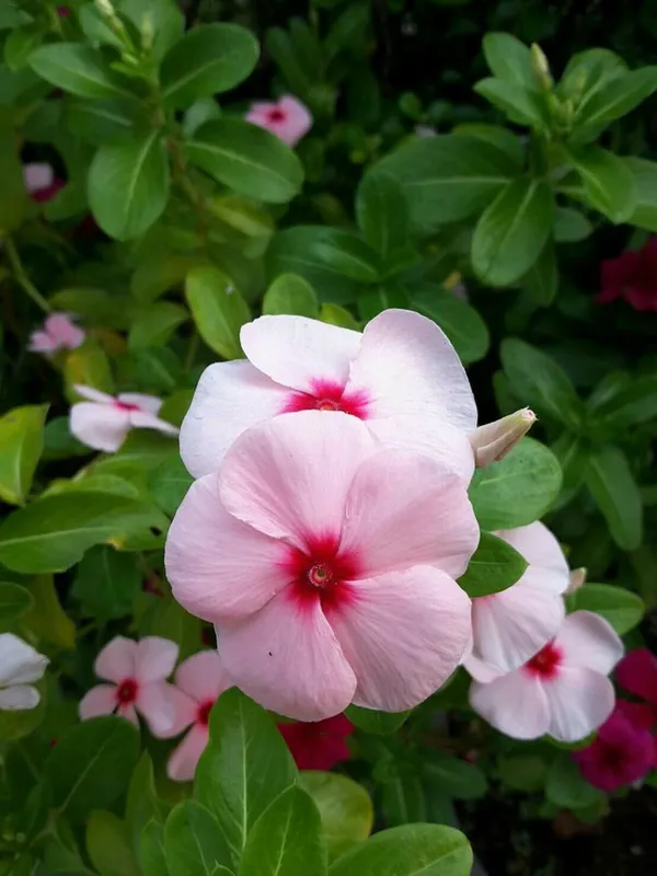 Rosy_Periwinkle/Madagascar_Periwinkle_Flower_Plant_For_Home_Gardening_(1.5-2.5_Ft_Height)_Pack_Of_1