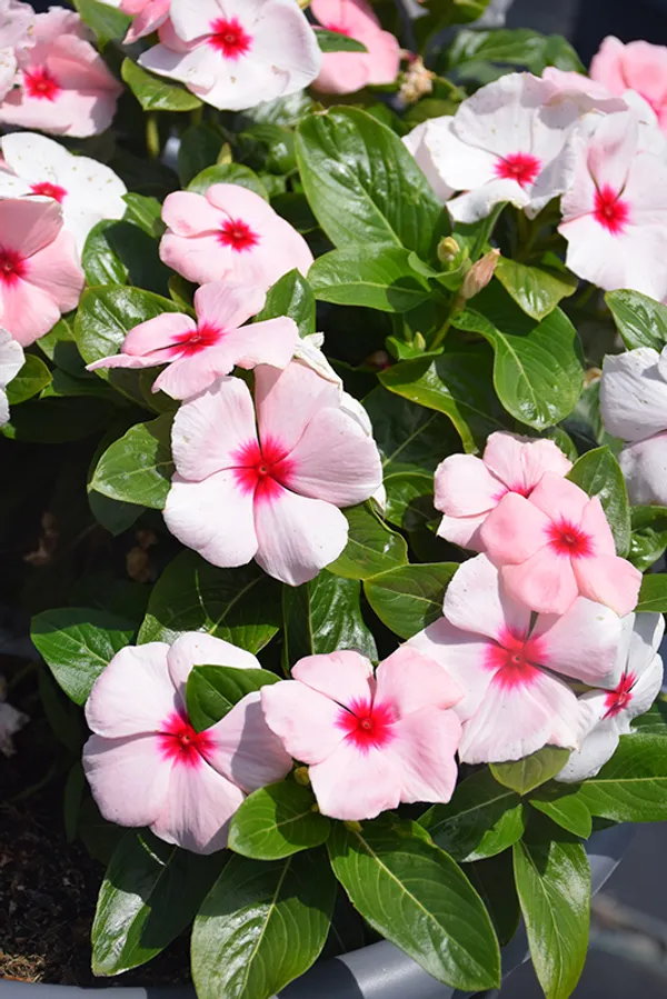 Rosy_Periwinkle/Madagascar_Periwinkle_Flower_Plant_For_Home_Gardening_(1.5-2.5_Ft_Height)_Pack_Of_1