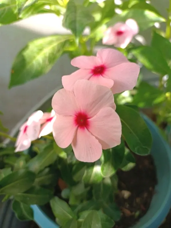 Rosy_Periwinkle/Madagascar_Periwinkle_Flower_Plant_For_Home_Gardening_(1.5-2.5_Ft_Height)_Pack_Of_1