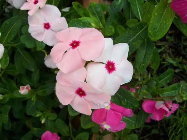 Rosy_Periwinkle/Madagascar_Periwinkle_Flower_Plant_For_Home_Gardening_(1.5-2.5_Ft_Height)_Pack_Of_1