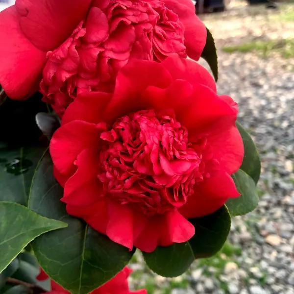 Ruby_Wedding_Camellia_Flower_Plant_&_Tree_(1.5-3.5_Ft_Height)_For_Your_Sweet_Home_Garden_(Pack_Of_1)