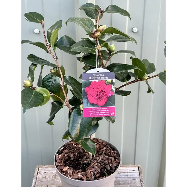 Ruby_Wedding_Camellia_Flower_Plant_&_Tree_(1.5-3.5_Ft_Height)_For_Your_Sweet_Home_Garden_(Pack_Of_1)