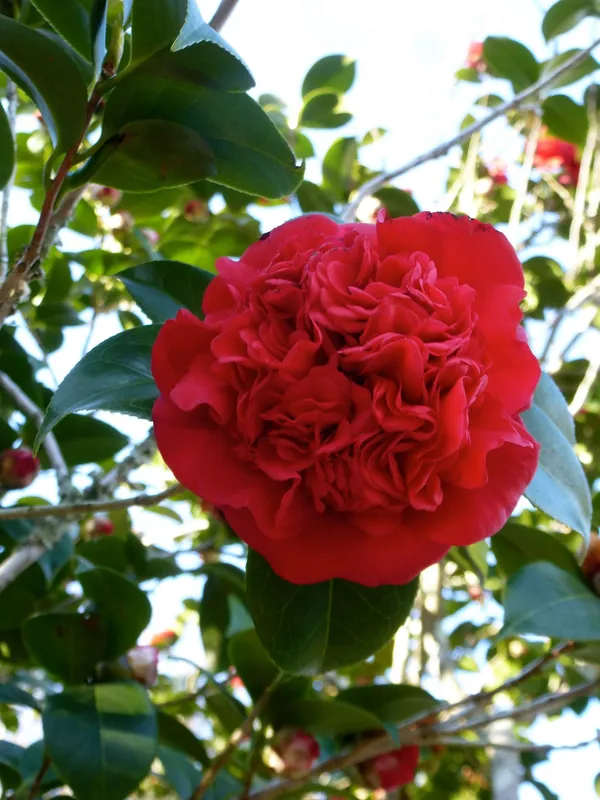 Ruby_Wedding_Camellia_Flower_Plant_&_Tree_(1.5-3.5_Ft_Height)_For_Your_Sweet_Home_Garden_(Pack_Of_1)