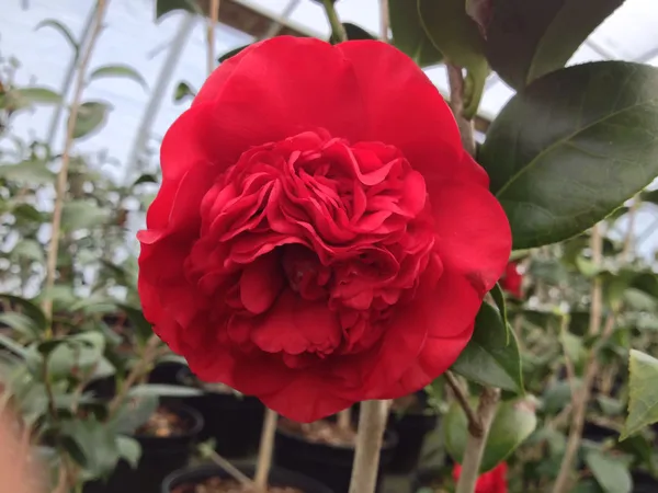 Ruby_Wedding_Camellia_Flower_Plant_&_Tree_(1.5-3.5_Ft_Height)_For_Your_Sweet_Home_Garden_(Pack_Of_1)
