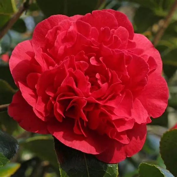 Ruby_Wedding_Camellia_Flower_Plant_&_Tree_(1.5-3.5_Ft_Height)_For_Your_Sweet_Home_Garden_(Pack_Of_1)