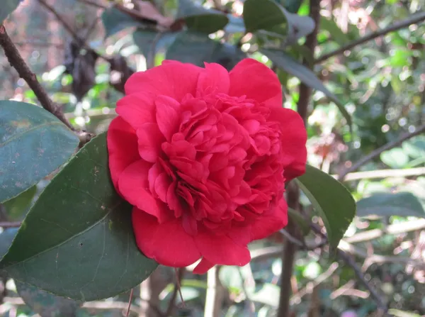 Ruby_Wedding_Camellia_Flower_Plant_&_Tree_(1.5-3.5_Ft_Height)_For_Your_Sweet_Home_Garden_(Pack_Of_1)