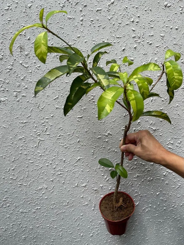 Variegated_Sapodilla/Chiku_Fruit_Plant_&_Tree_(1.5-3.5_Ft_Height)_For_Home_Garden,_Pack_Of_1