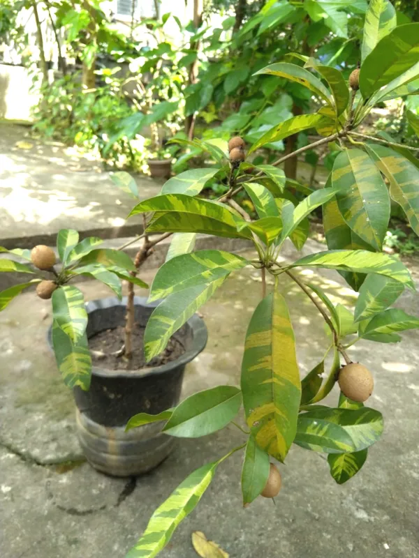 Variegated_Sapodilla/Chiku_Fruit_Plant_&_Tree_(1.5-3.5_Ft_Height)_For_Home_Garden,_Pack_Of_1