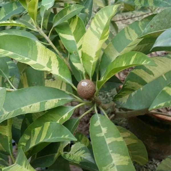 Variegated_Sapodilla/Chiku_Fruit_Plant_&_Tree_(1.5-3.5_Ft_Height)_For_Home_Garden,_Pack_Of_1