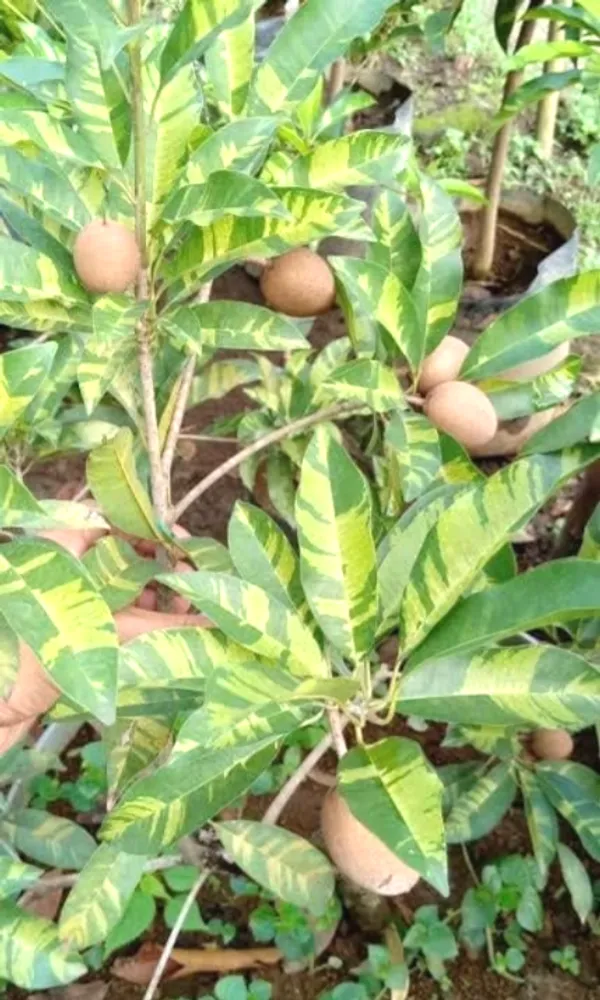 Variegated_Sapodilla/Chiku_Fruit_Plant_&_Tree_(1.5-3.5_Ft_Height)_For_Home_Garden,_Pack_Of_1