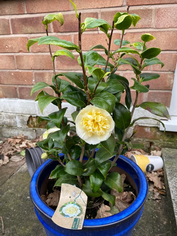Japonica_Variety_Camellia__Flower_Plant_&_Tree_For_Your_Sweet_Home_Gardening_(1.5-3.5_Ft_Height)_Pack_Of_1