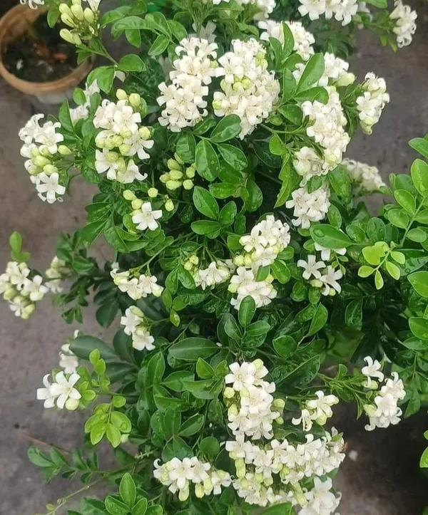 Madhu_Kamini_(White)_Flowering_Plant_&_Tree_For_Shrub/Bush/Home_Garden_(Pack_Of_1,_Grafted)