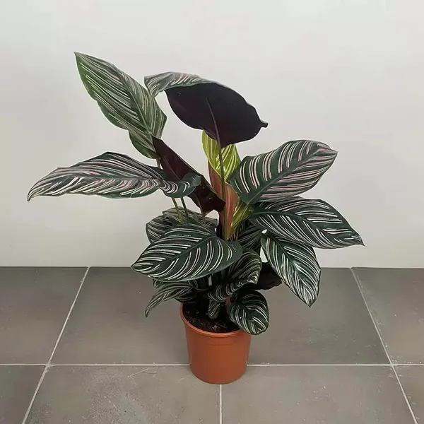 Stunning_Decorative_Leaves__Calathea_Attractive_Indoor_Plant_(Air_Purifying)_For_Home/Garden,_Pack_Of_1