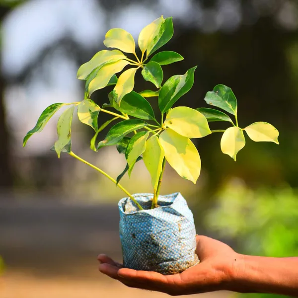 Saplera_Yellow_leaf_plant