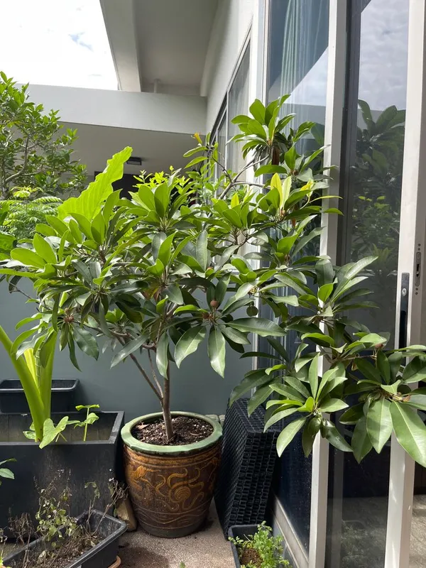 Sapota_Healthy_Fruit_Plant_&_Tree_For_Home_Garden_(1.5-3.5_Ft_Hight)_Sapodilla/Chiku_Hybrid_Fruit_Plant_(Pack_Of_1)