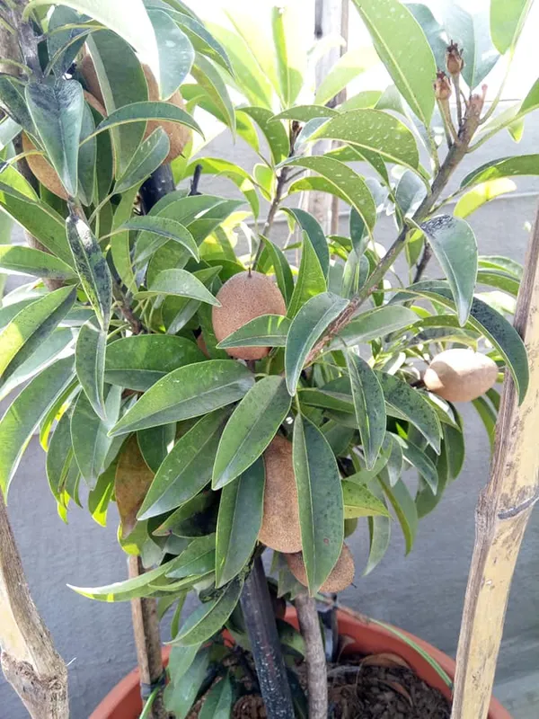 Sapota_Healthy_Fruit_Plant_&_Tree_For_Home_Garden_(1.5-3.5_Ft_Hight)_Sapodilla/Chiku_Hybrid_Fruit_Plant_(Pack_Of_1)