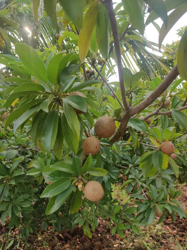 Sapota_Healthy_Fruit_Plant_&_Tree_For_Home_Garden_(1.5-3.5_Ft_Hight)_Sapodilla/Chiku_Hybrid_Fruit_Plant_(Pack_Of_1)